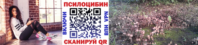 Псилоцибиновые грибы Psilocybine cubensis как найти Бикин